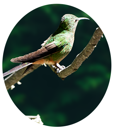 Black-tailed Trainbearer