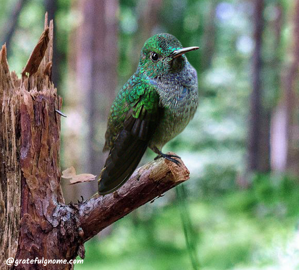 Blue-Chested Hummingbird  