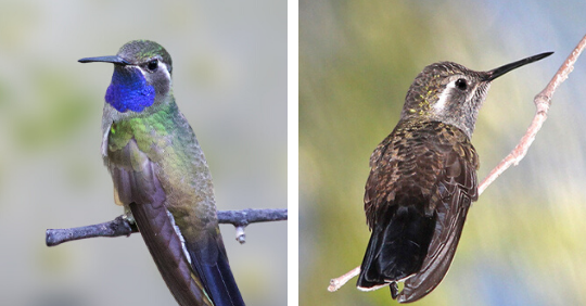 Blue-Throated Hummingbird