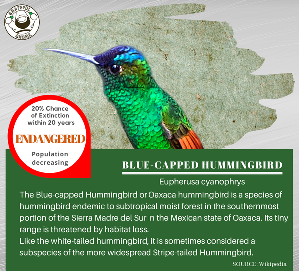 Blue-capped Hummingbird