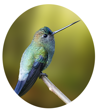 Blue-fronted Lancebill