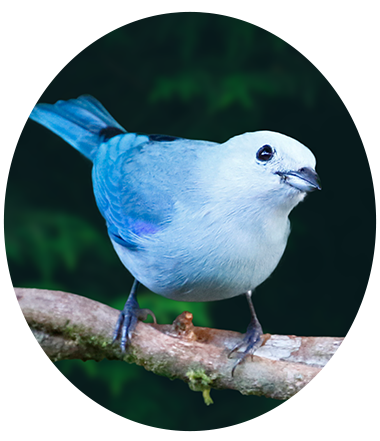 Blue-gray Tanager