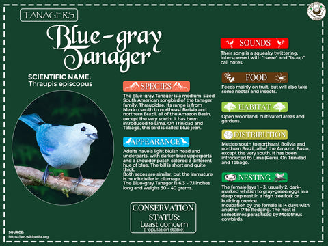 Blue-gray Tanager Infographic