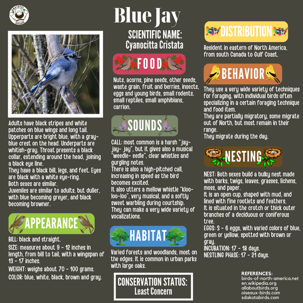 Blue Jay