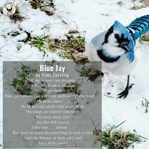 Bird Poems - Blue Jay