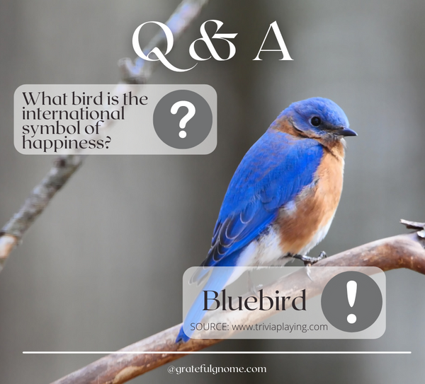 Bird Q & A