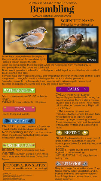 Brambling Infographic