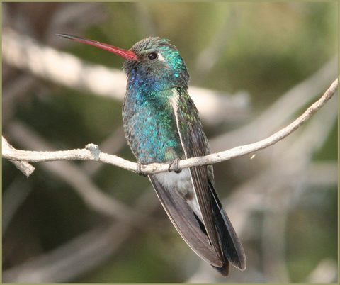Broad-Billed Hummingbird Migration Fact 4