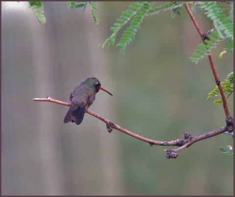 Broad-Billed Hummingbird Migration Fact 2