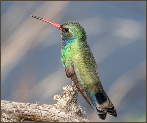 Broad-Billed Hummingbird Migration Fact 1