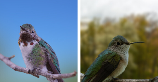 Broad-Tailed Hummingbirds