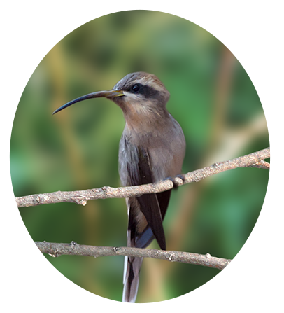 Broad-Tipped Hermit