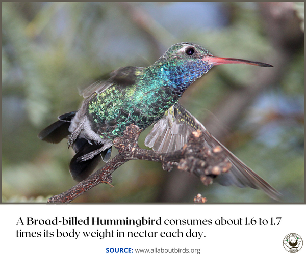 Cool Hummingbird Facts