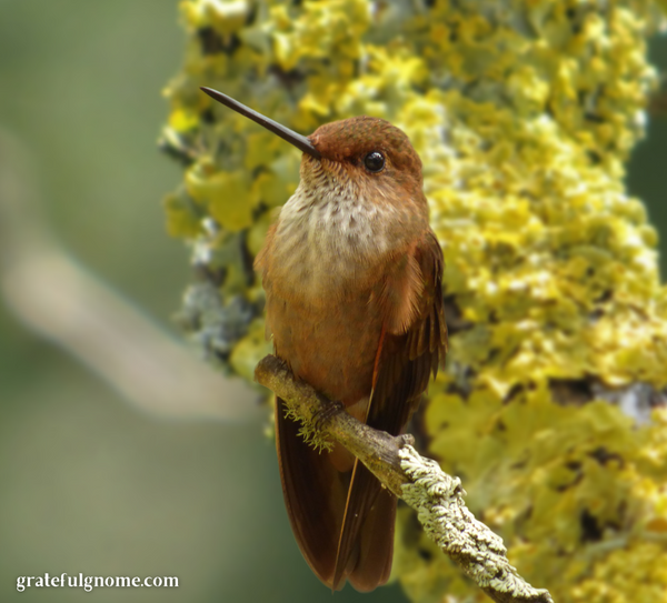 species-spotlight-bronzy-inca