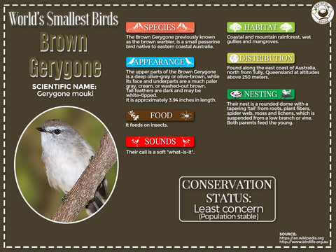 Brown Gerygone infographic