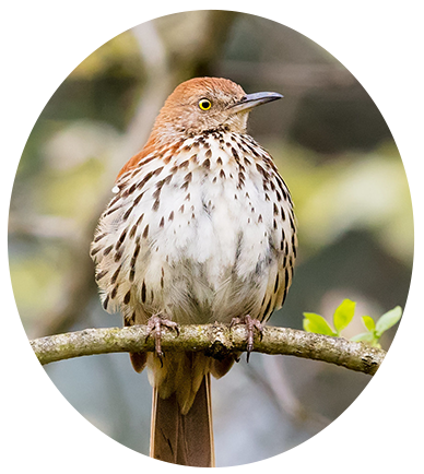 Brown Thrasher