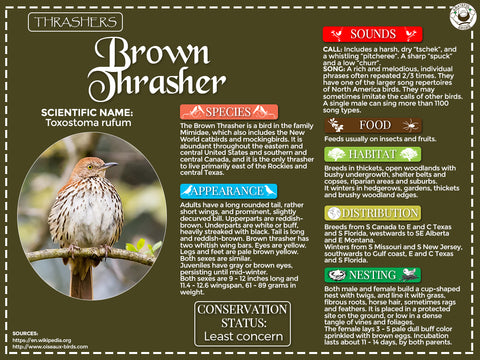 Brown Thrasher Infographic