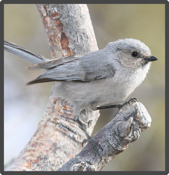 Bushtit