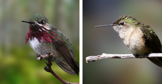 Calliope Hummingbird