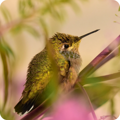 Calliope Hummingbird