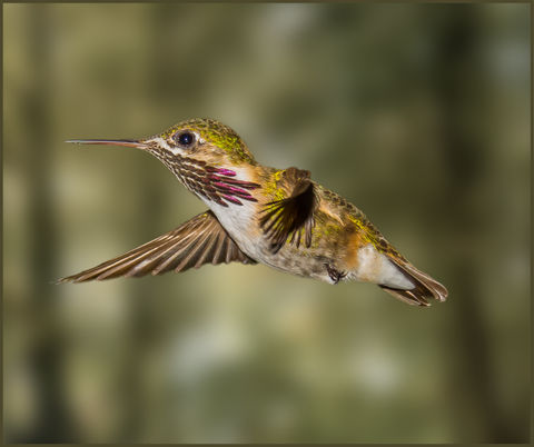 Calliope Hummingbird Migration Fact 1