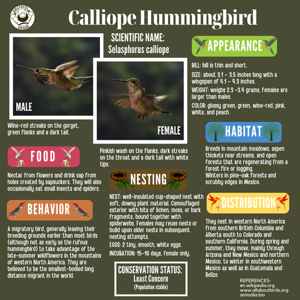 Calliope Hummingbird