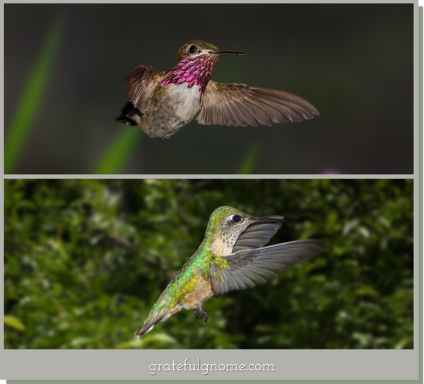 calliope-hummingbird