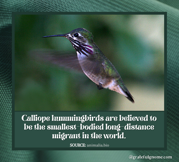 hummingbird-fun-fact