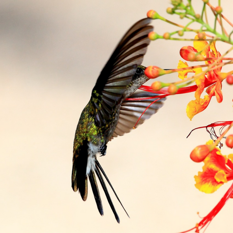 Can hummingbirds see ultraviolet light