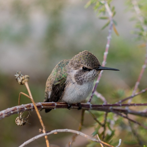 Can hummingbirds walk or hop on the ground