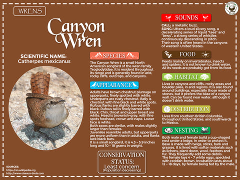 Canyon Wren Infographic