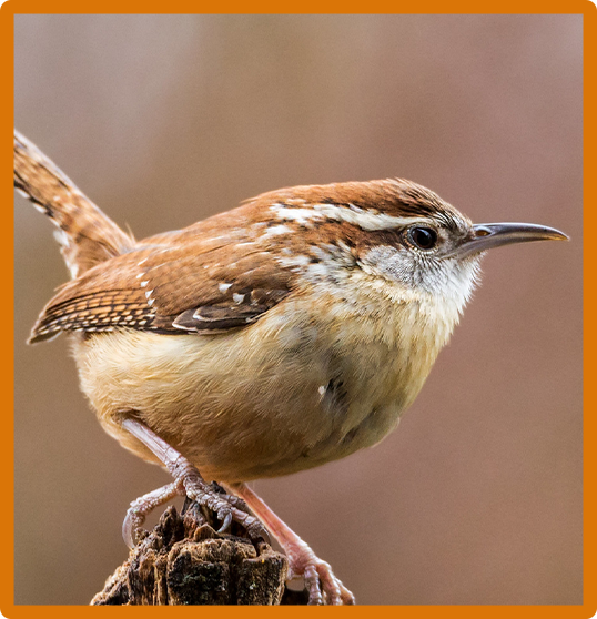 Carolina Wren 