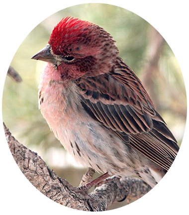 Cassin’s Finch