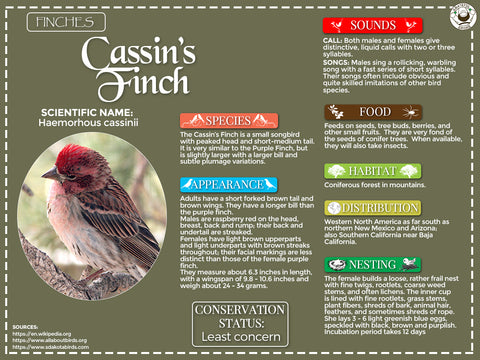 Cassin’s Finch Infographic