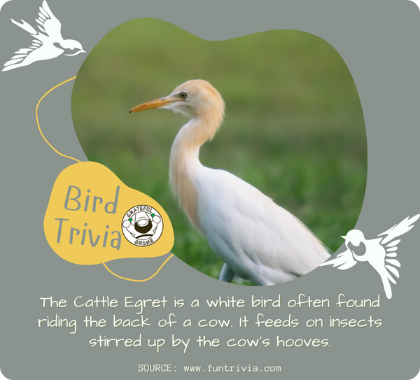 Bird Trivia