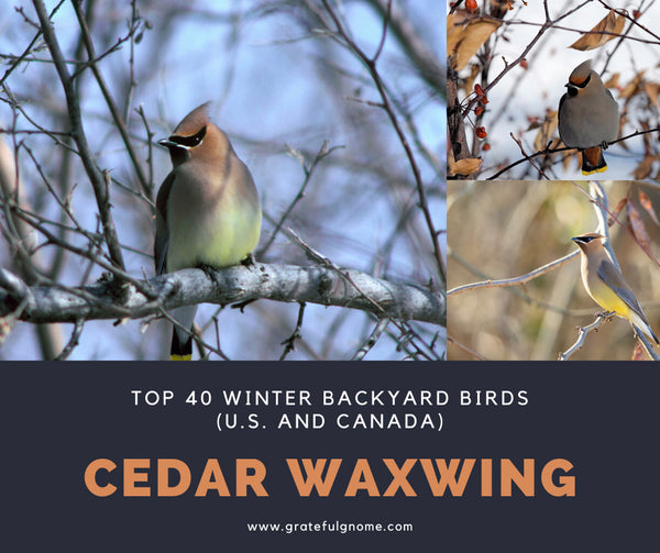 Cedar Waxwing