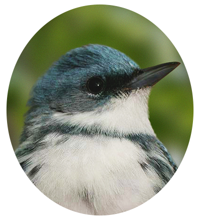 Cerulean Warbler