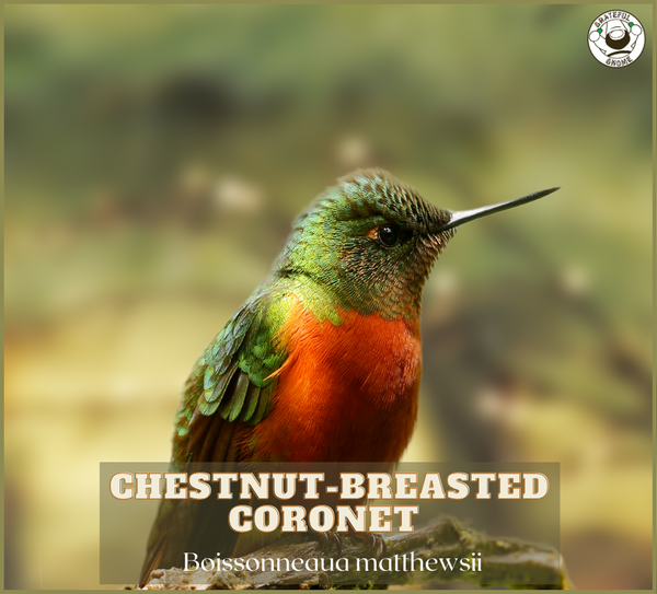 Chestnut-breasted Coronet  