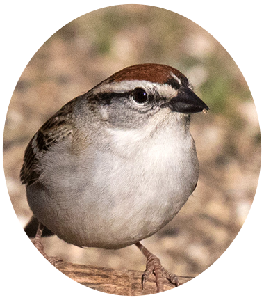 Chipping Sparrow