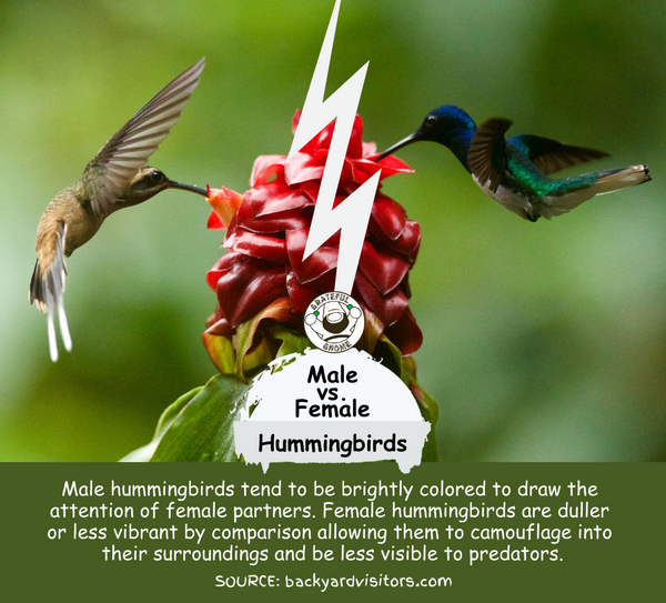 Male vs. Female Hummingbirds