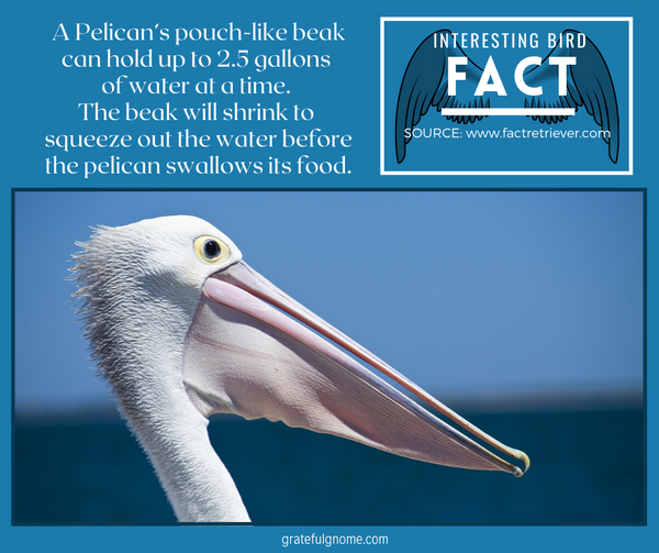 interesting bird fact