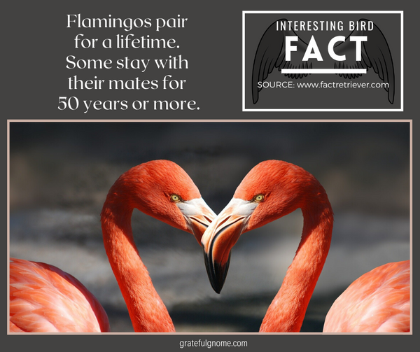 interesting bird fact