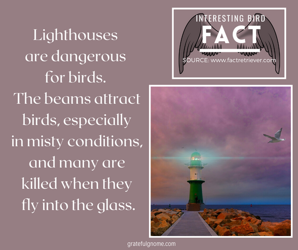 interesting bird fact