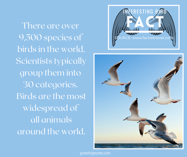 interesting bird fact