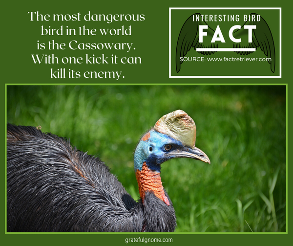 interesting bird fact