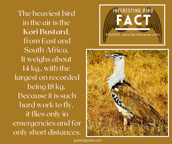 interesting bird fact