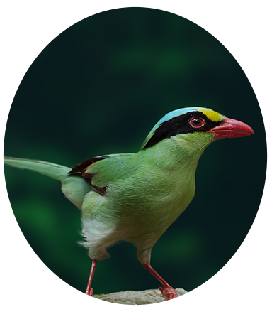 Common Green Magpie