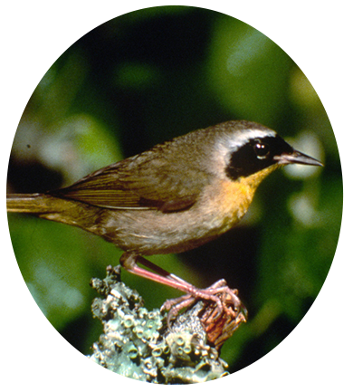 Common Yellowthroat