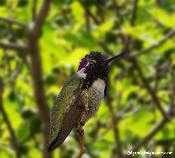 Costa's Hummingbird