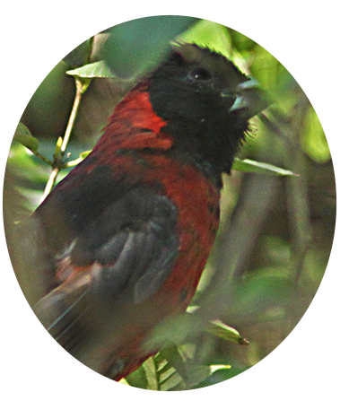 Crimson-collared Grosbeak